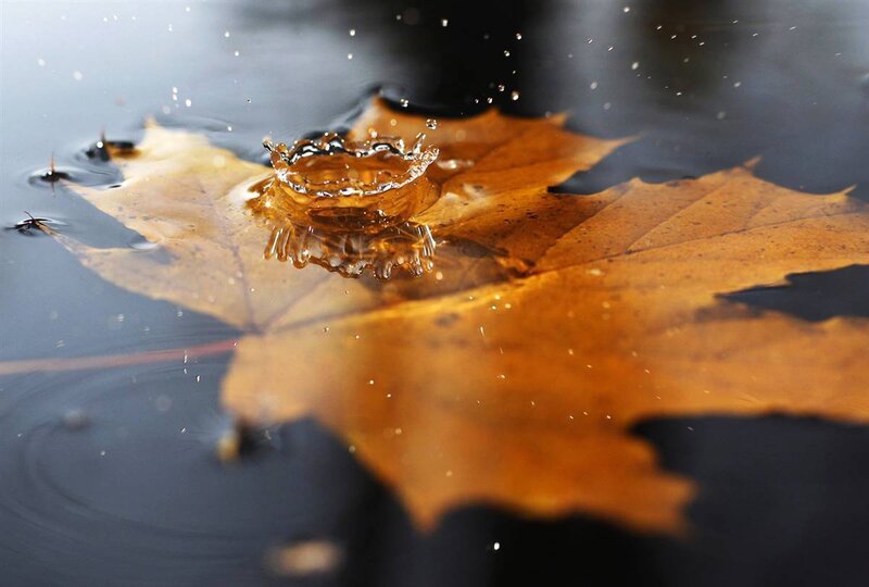 Autumn Leaf in Water — Brown