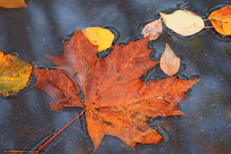 Autumn Leaf in Water — Orange, Calm, Photograph