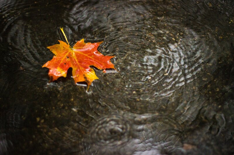 Autumn Leaf in Water — Orange, Calm