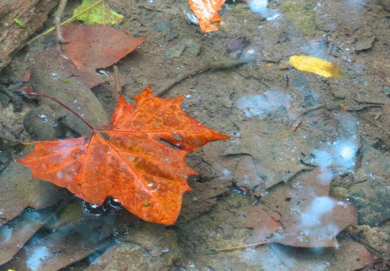 Autumn Leaf in Water — Orange