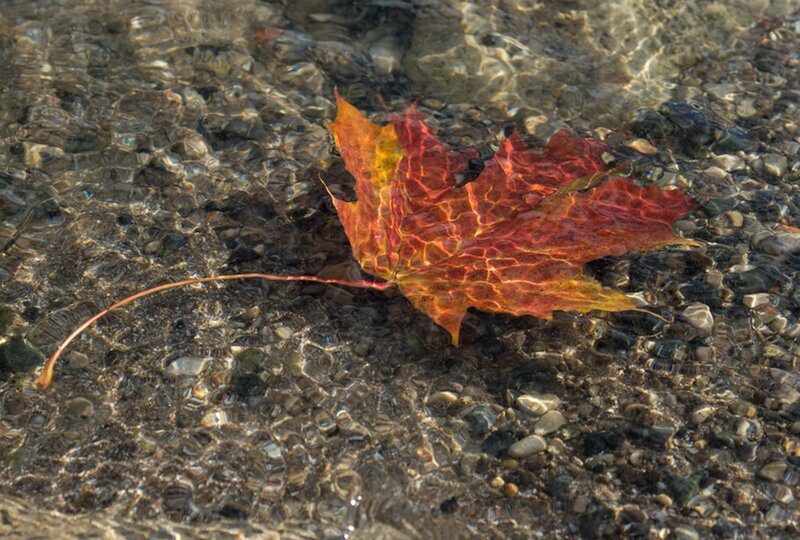 Autumn Leaf in Water — Red