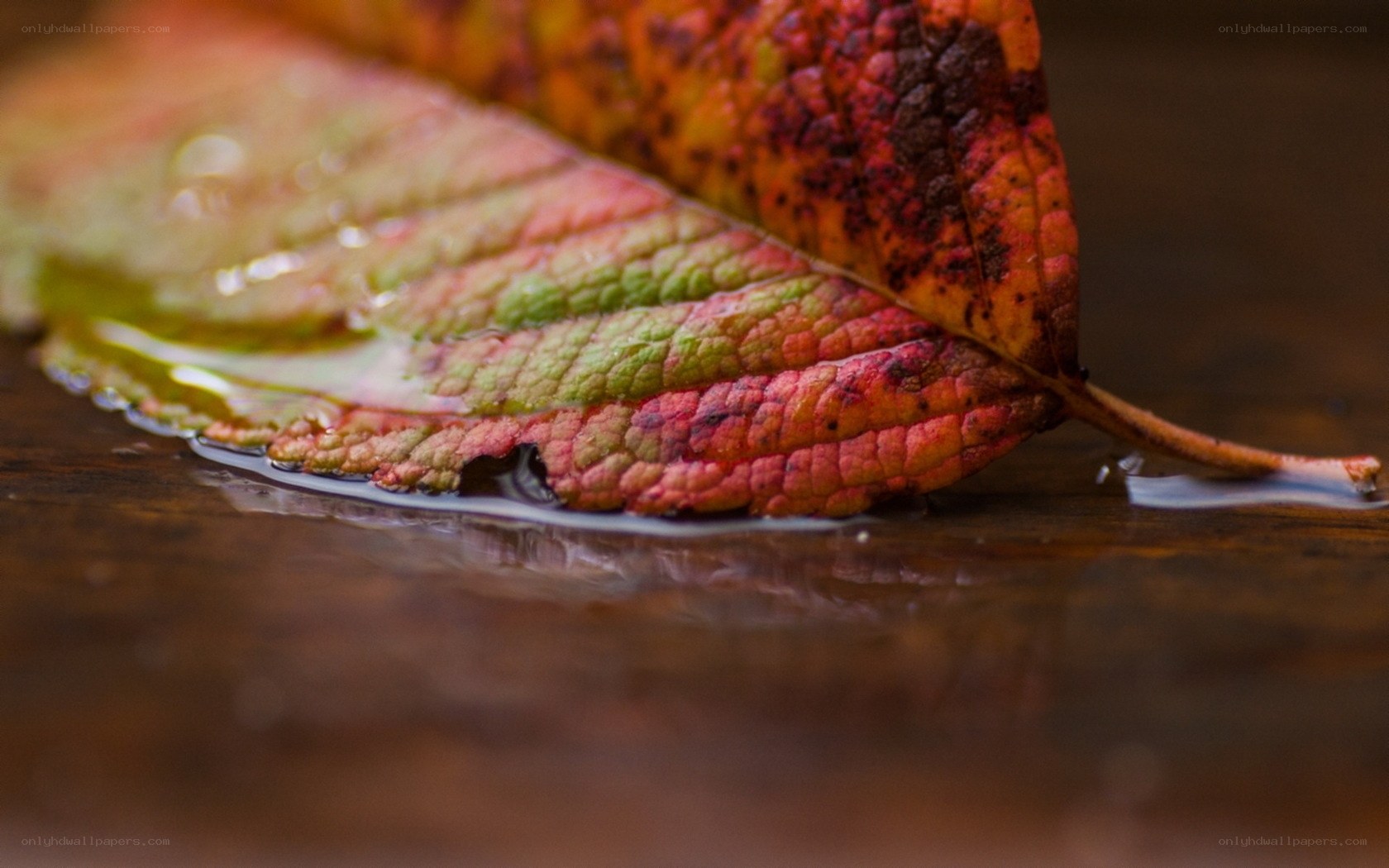 autumn leaf in water