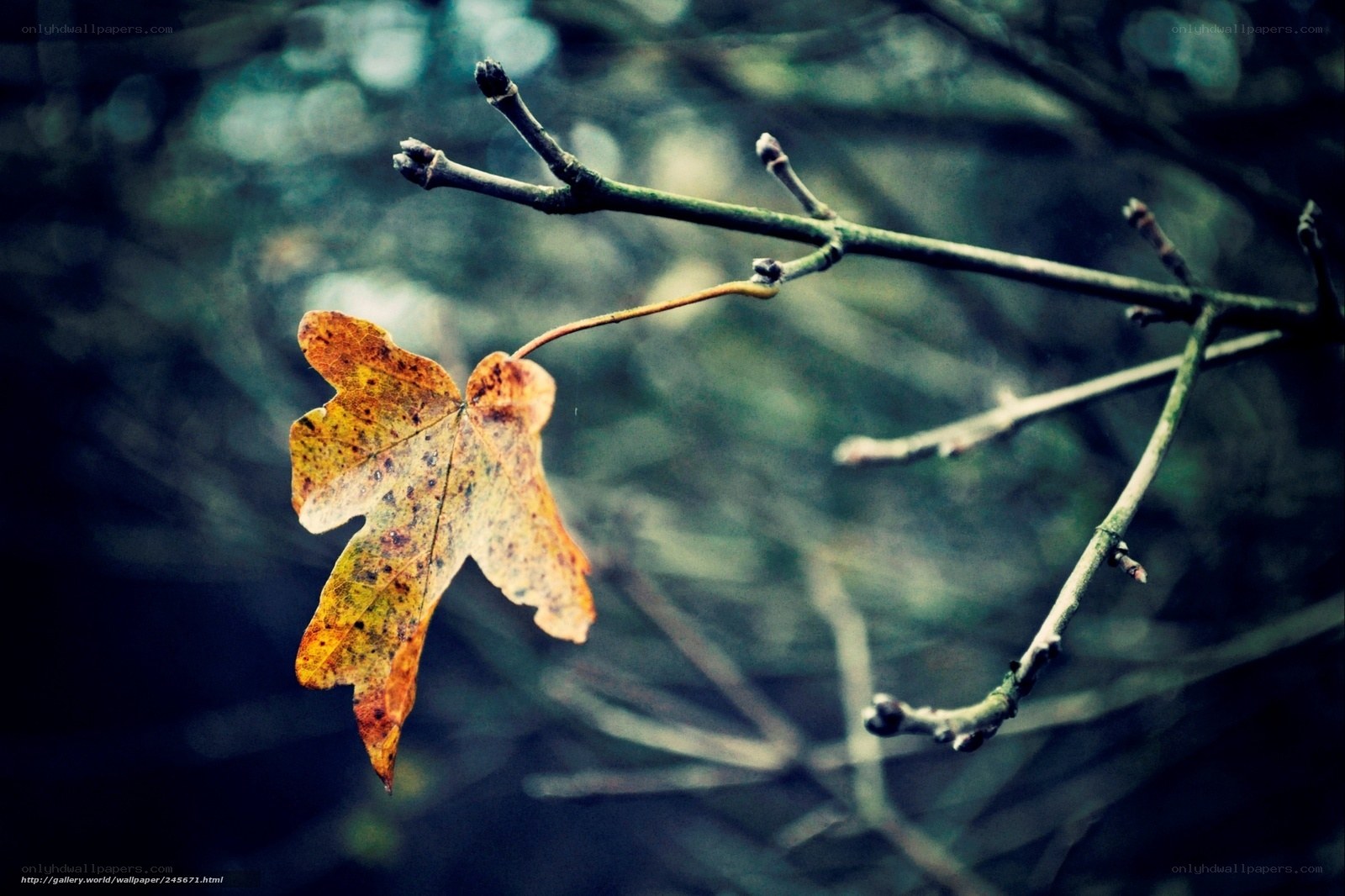 Autumn leaf on a bare branch