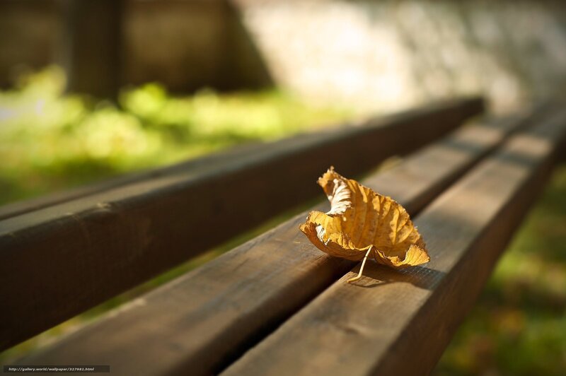Autumn leaf on a bench