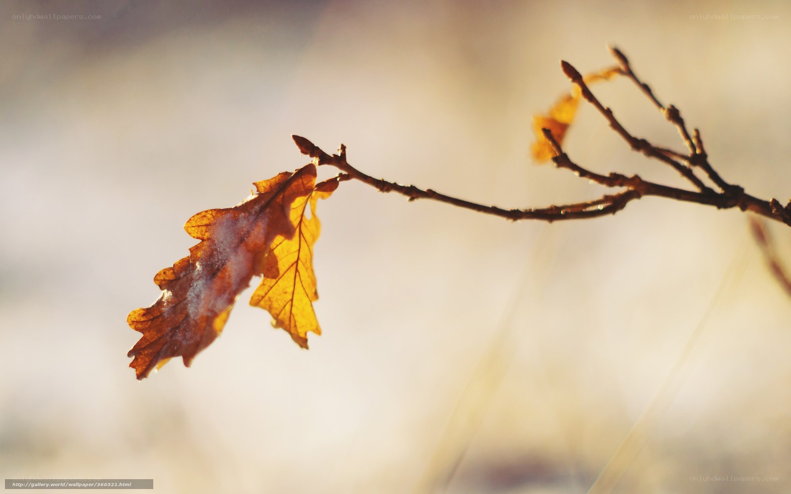 Autumn leaf on a branch