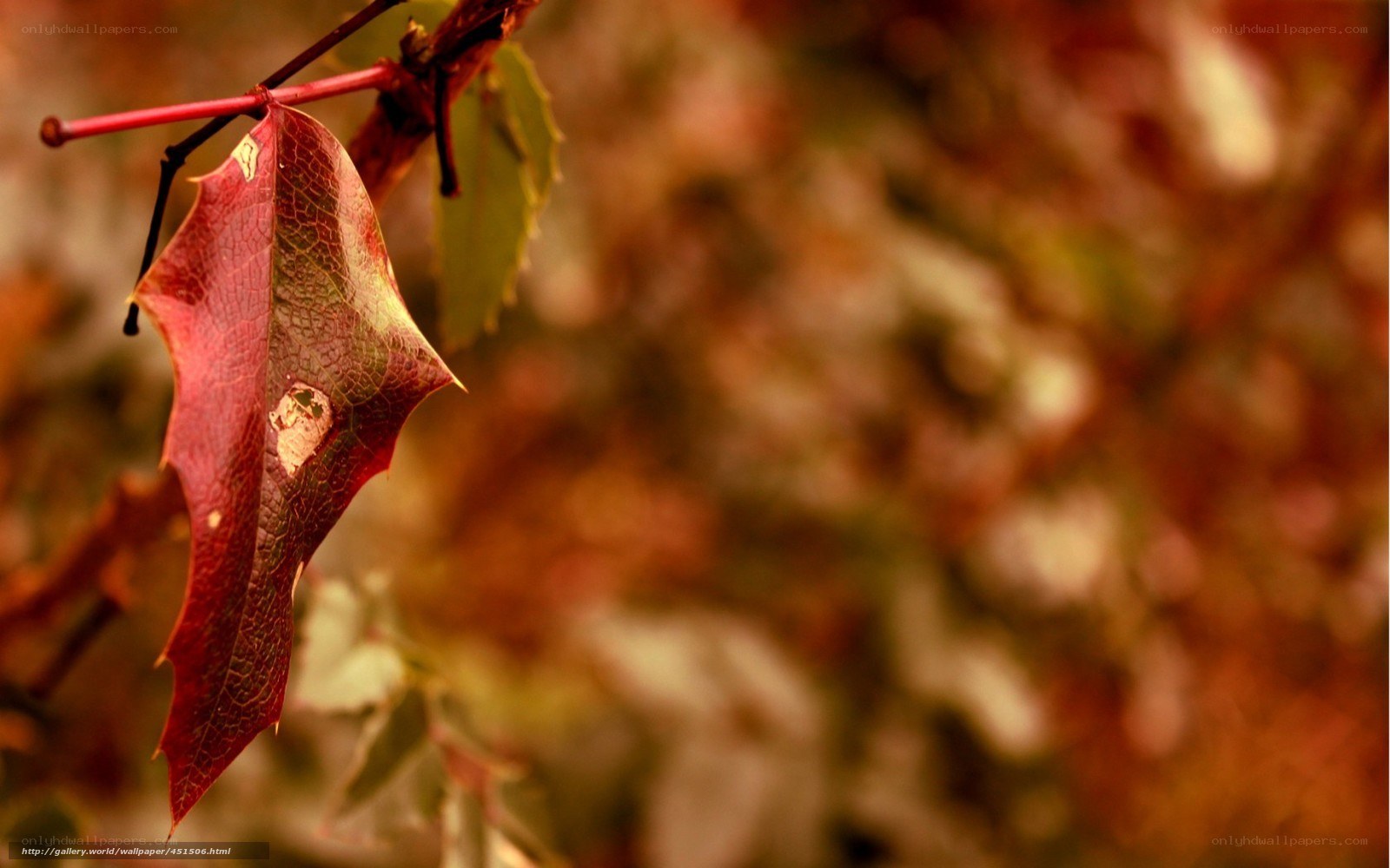 autumn leaf on a branch