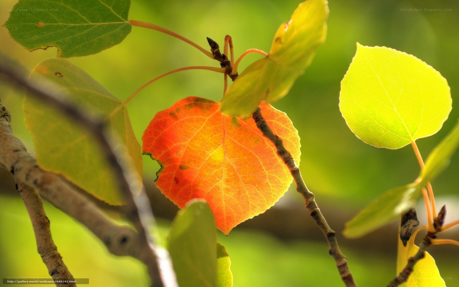 autumn leaf on a branch