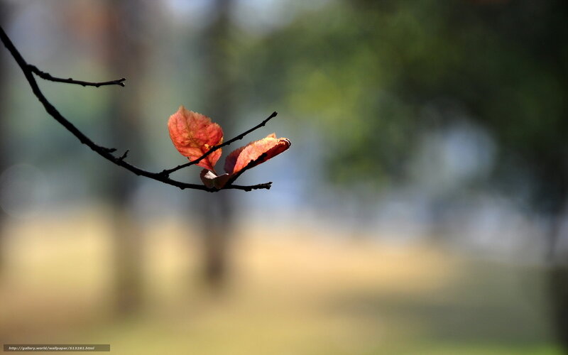 Autumn leaf on a branch