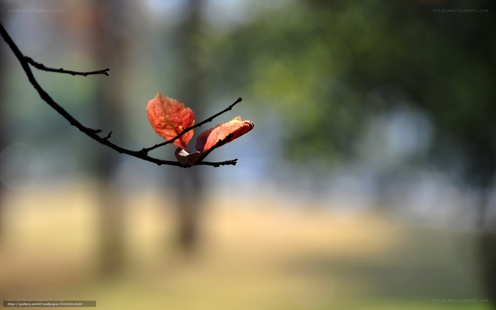 Autumn leaf on a branch