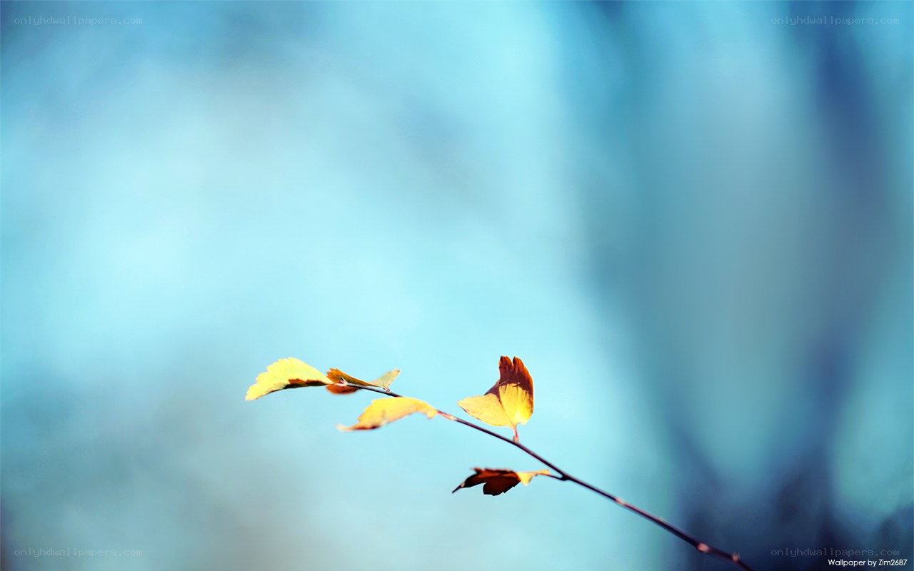 autumn leaf on a branch