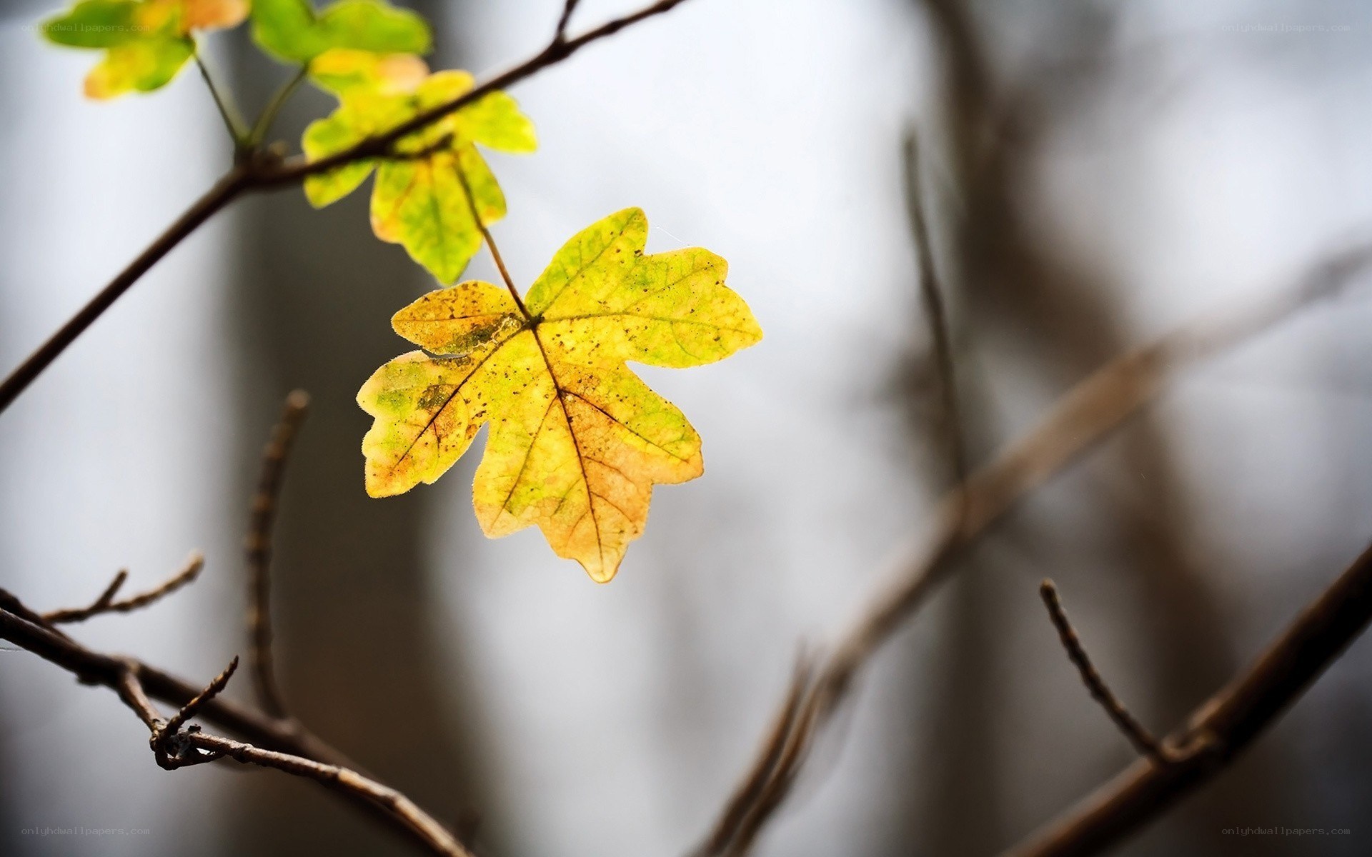 autumn leaf on a branch