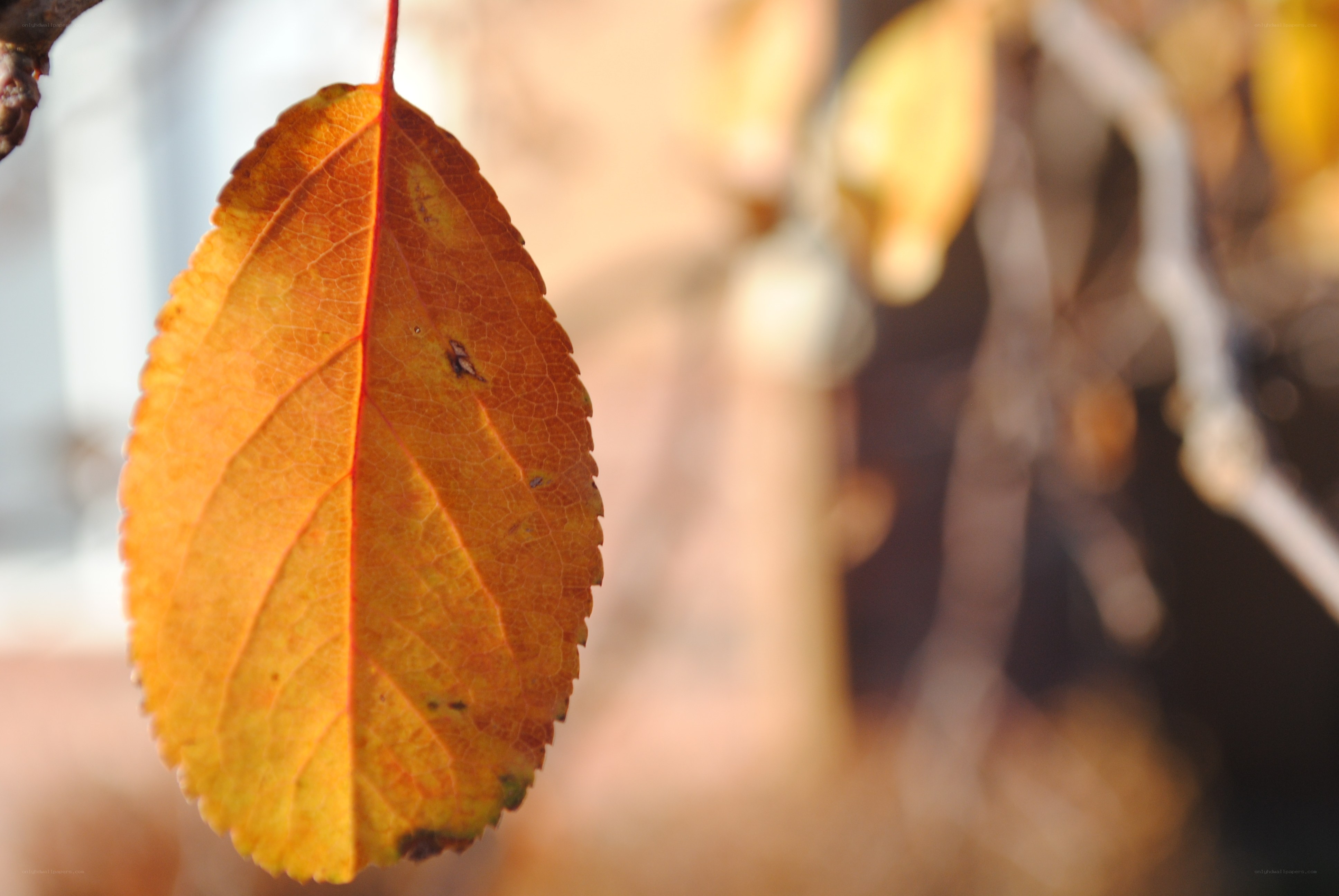 autumn leaf on a branch