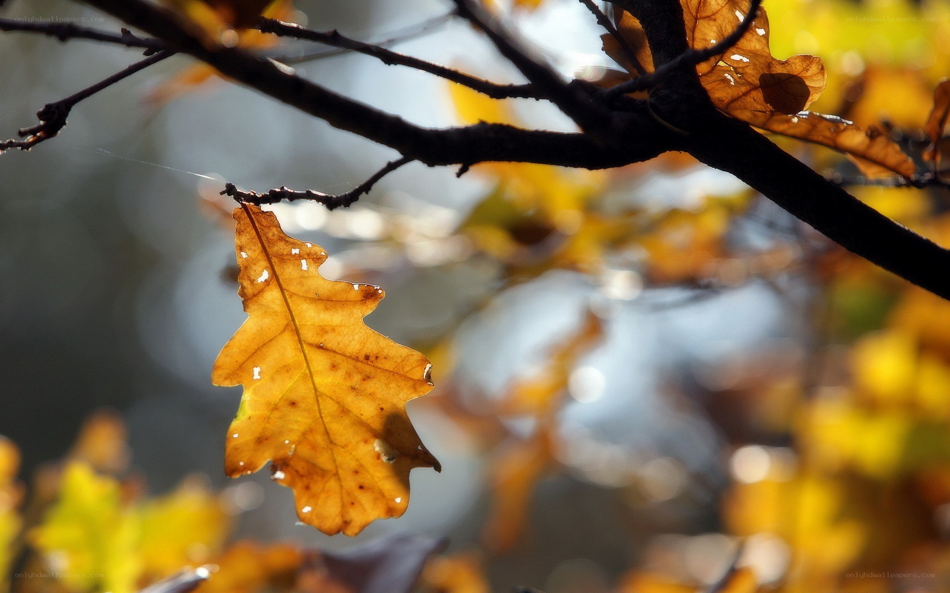 Autumn leaf on a branch