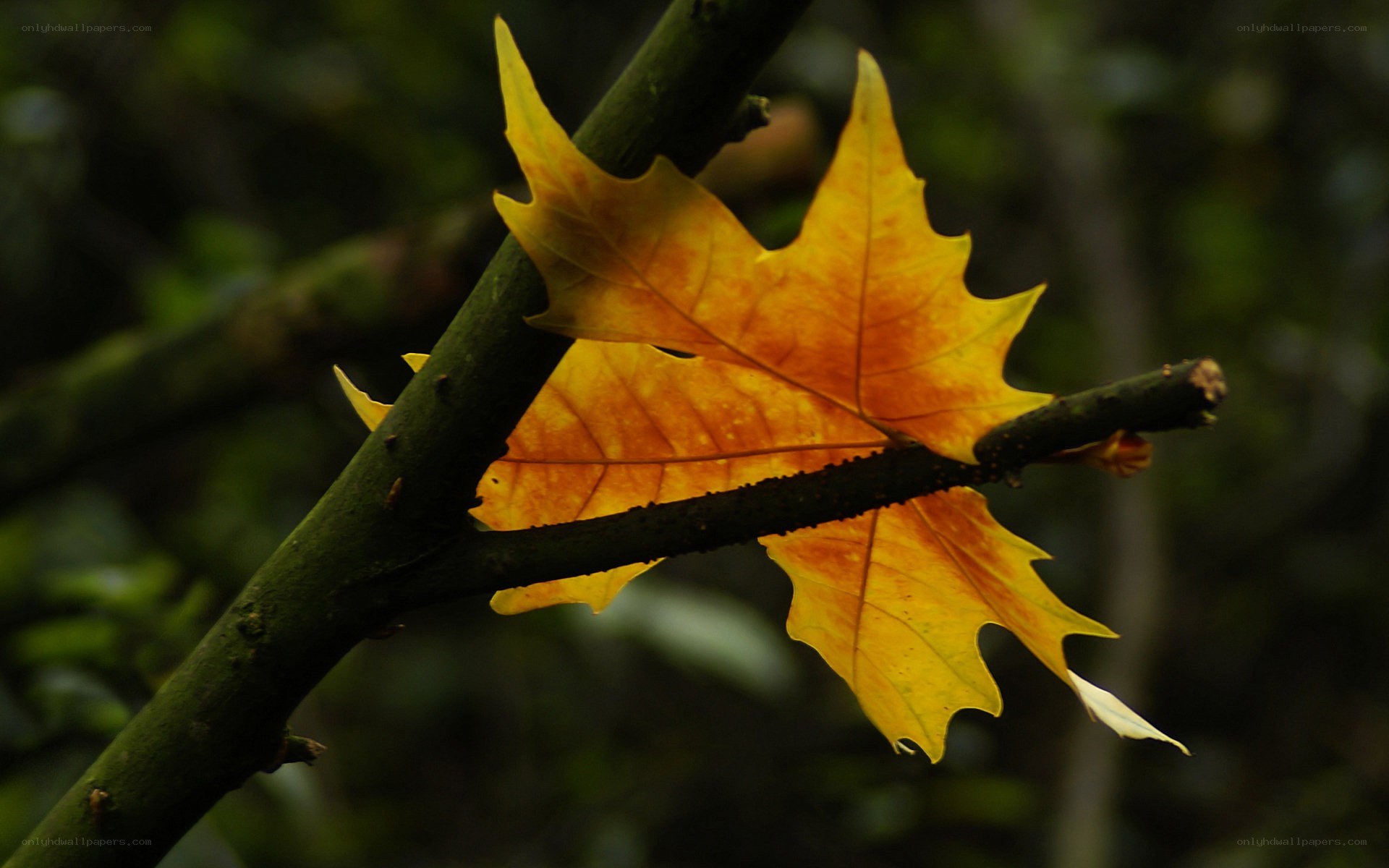 autumn leaf on a branch