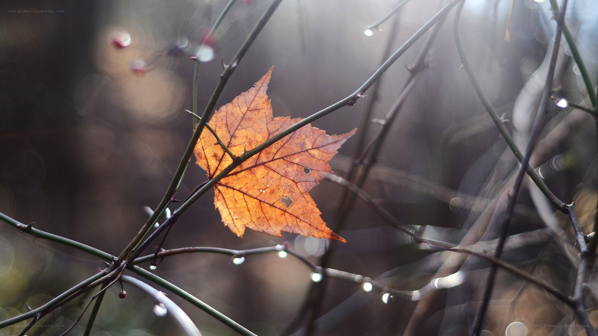 Autumn leaf on a branch
