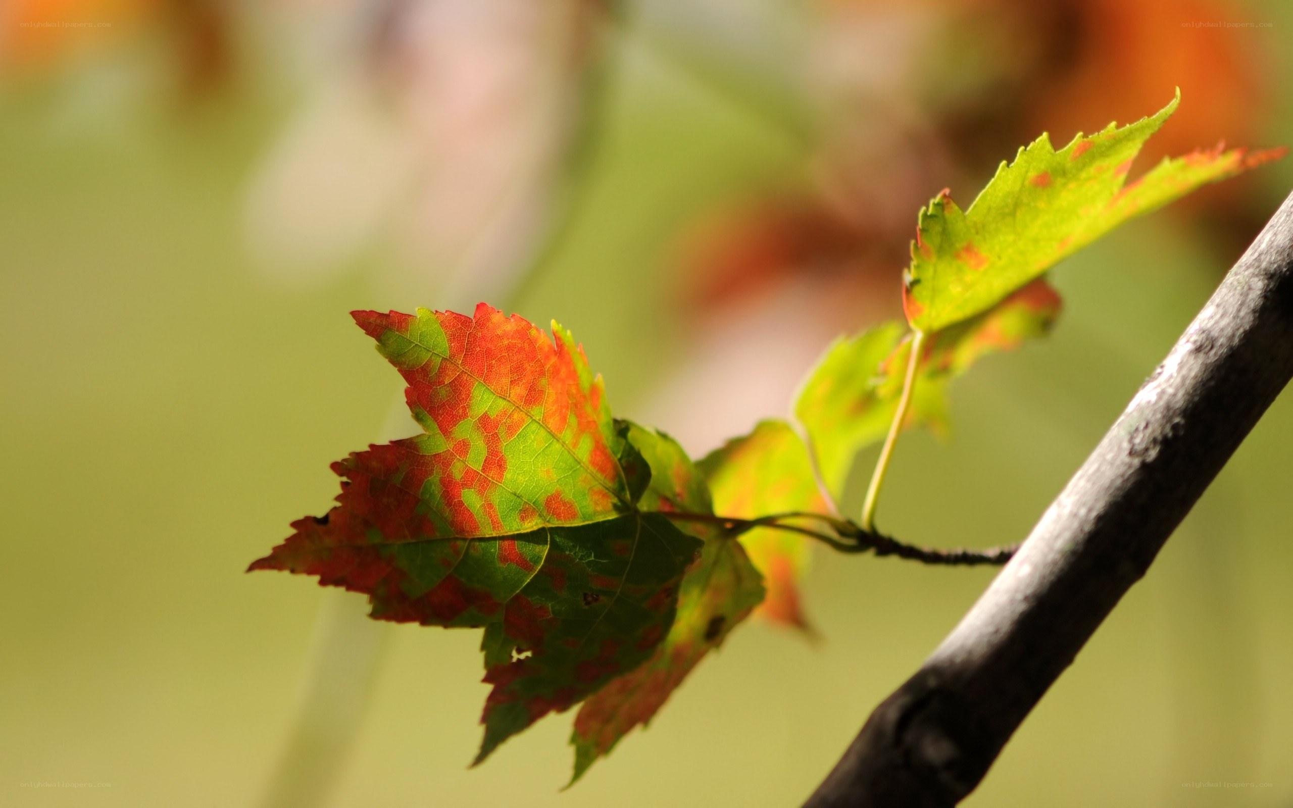 autumn leaf on a branch