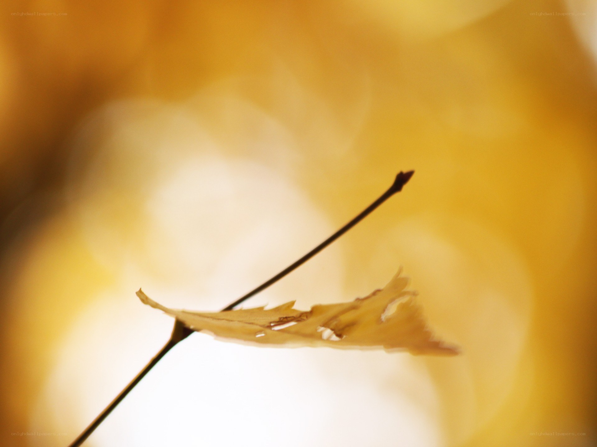 Autumn leaf on a branch