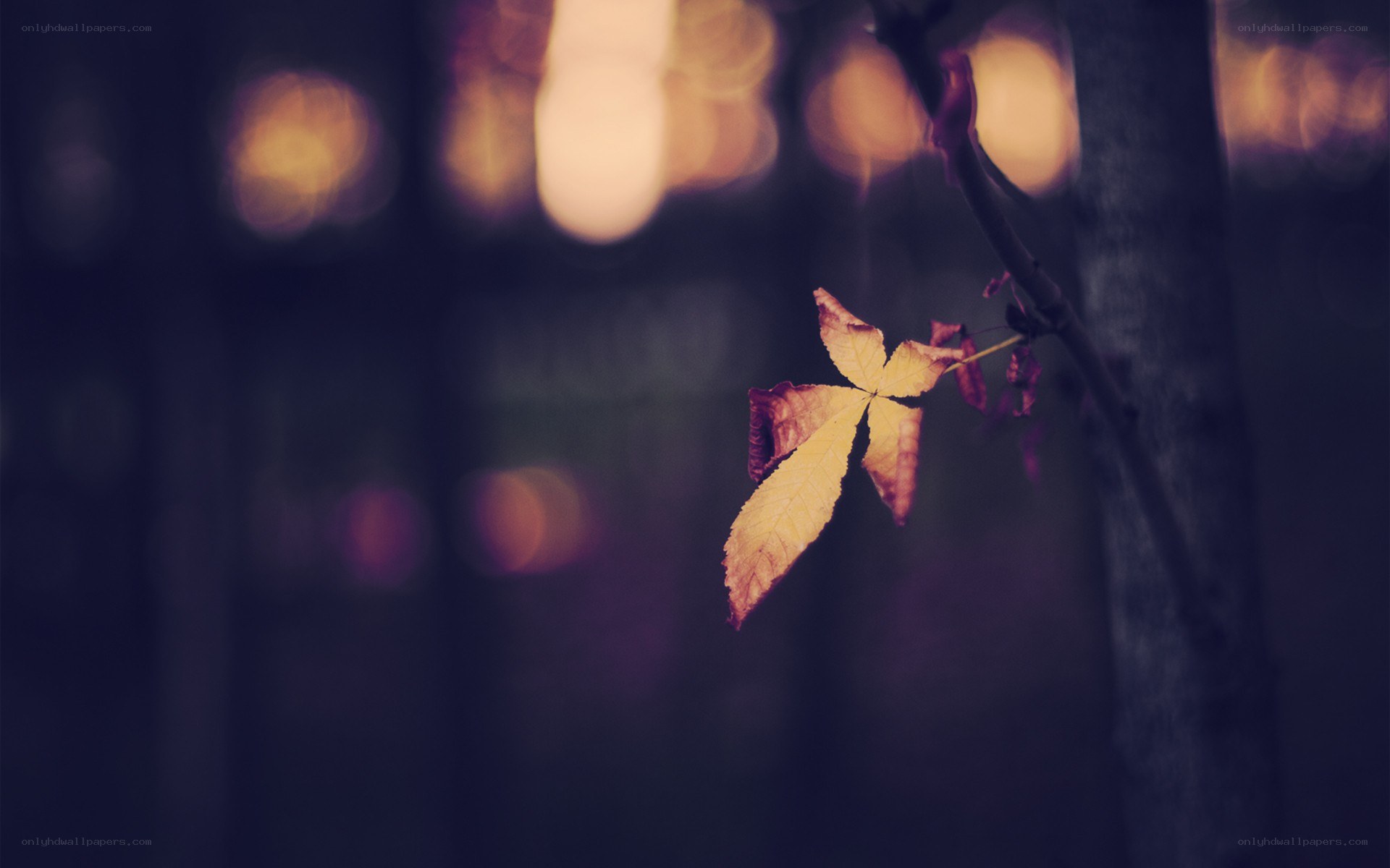 autumn leaf on a branch