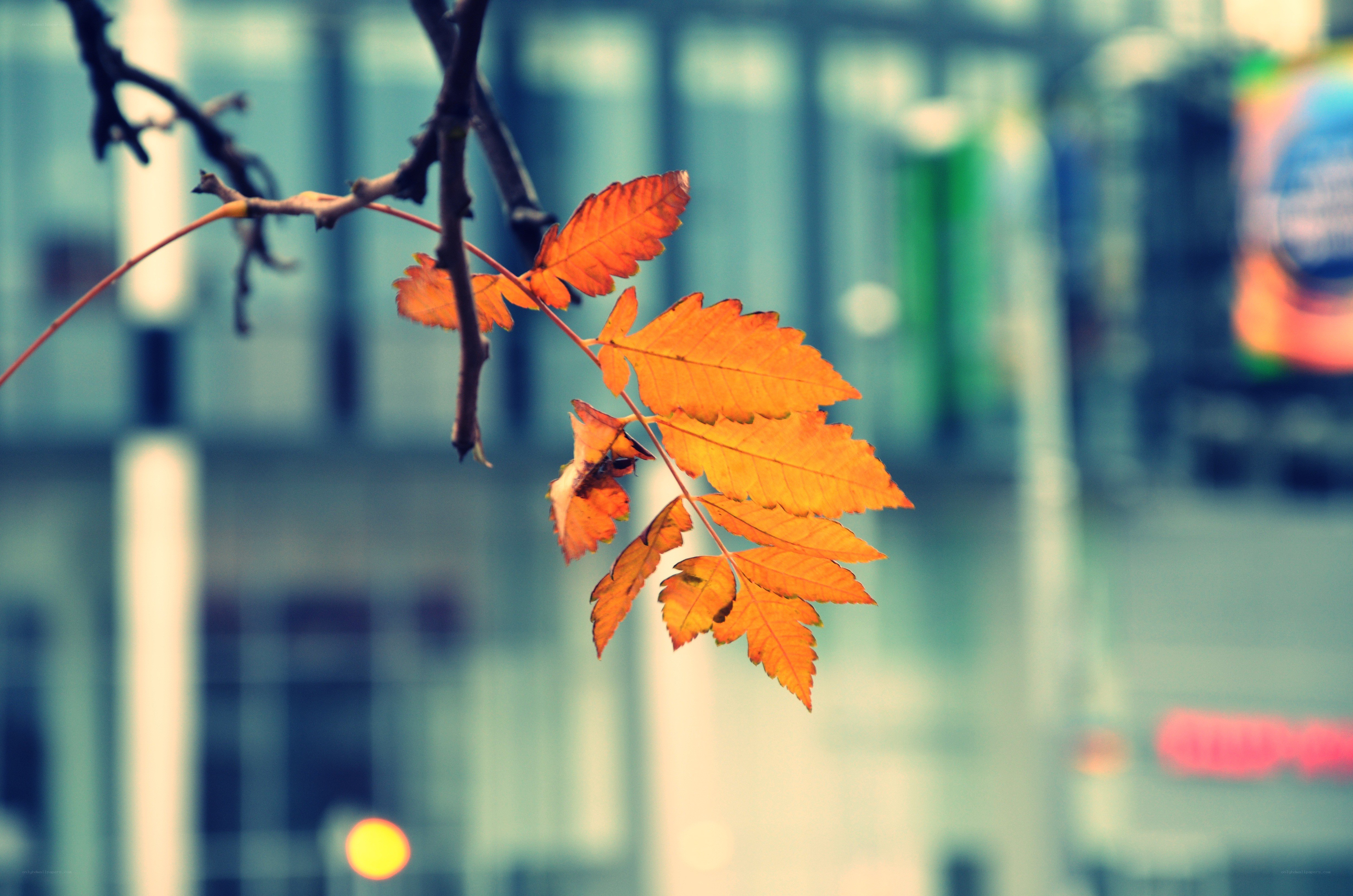 autumn leaf on a branch