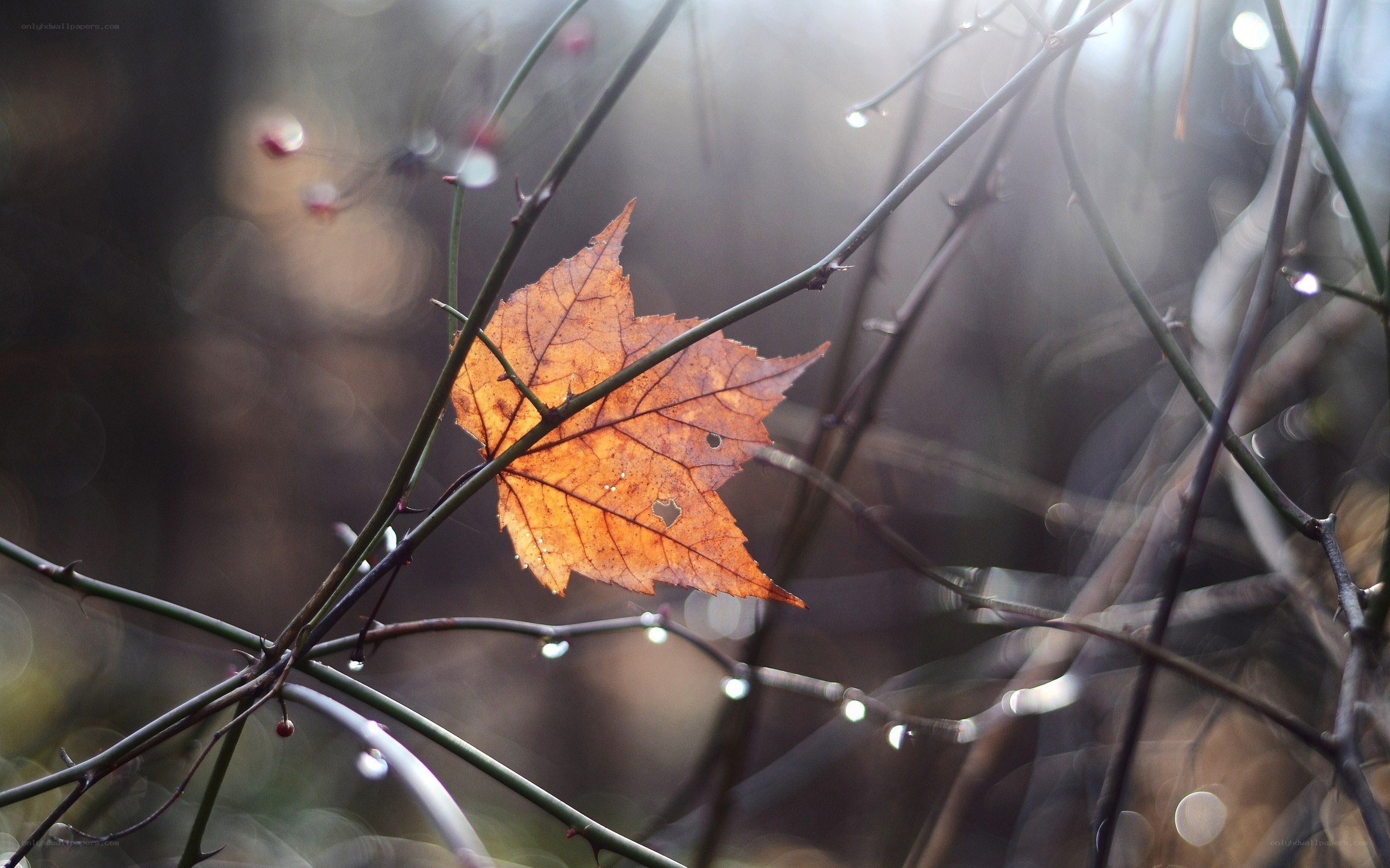 autumn leaf on a branch