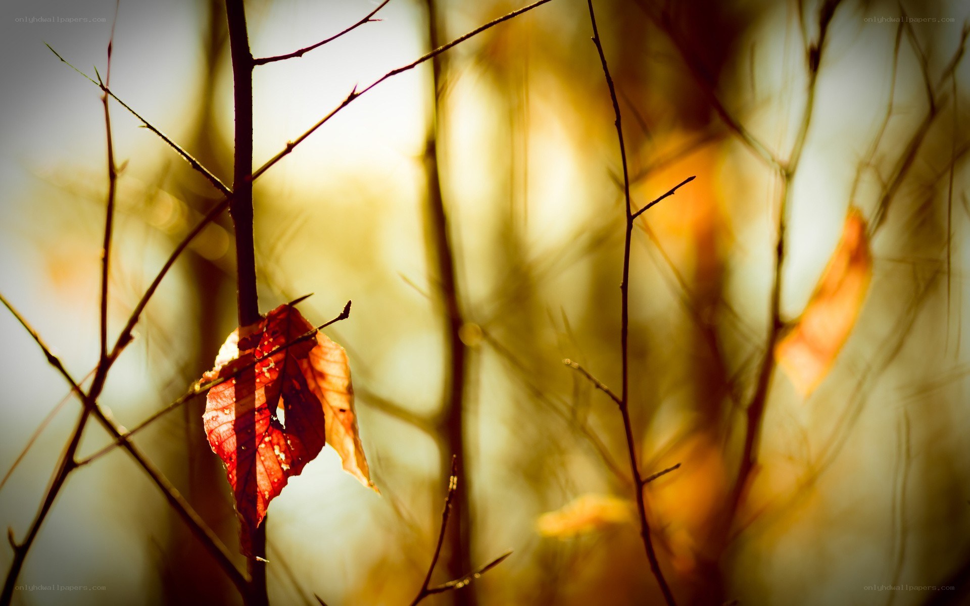 autumn leaf on a branch