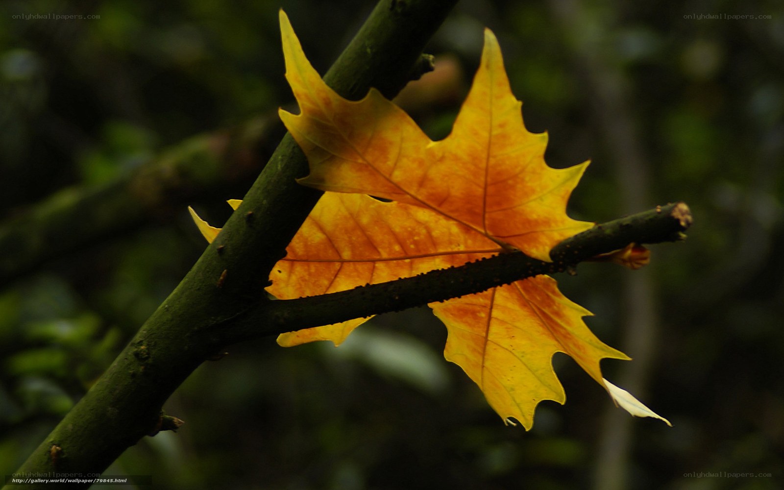 Autumn leaf on a branch