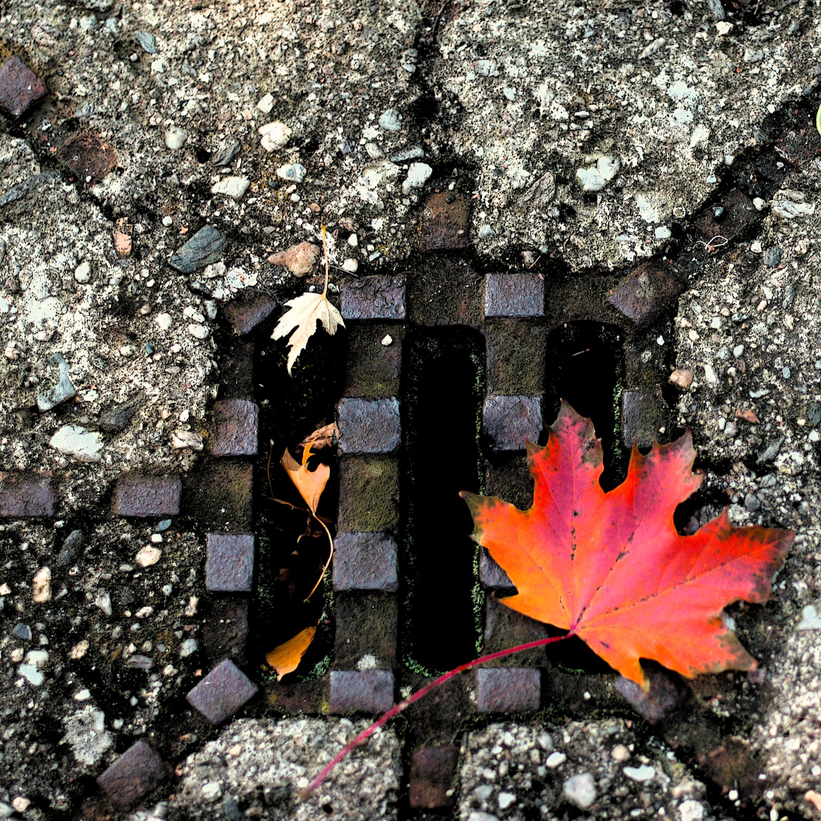 autumn leaf on a drain grate