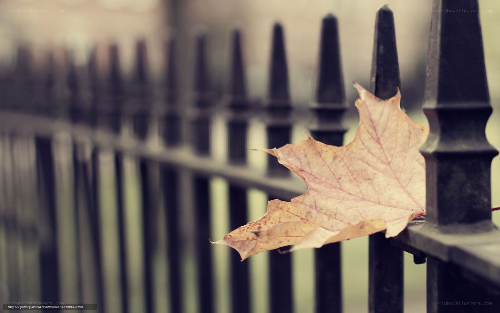 autumn leaf on a fence