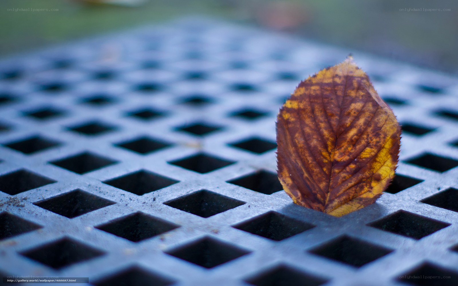 Autumn leaf on a grate