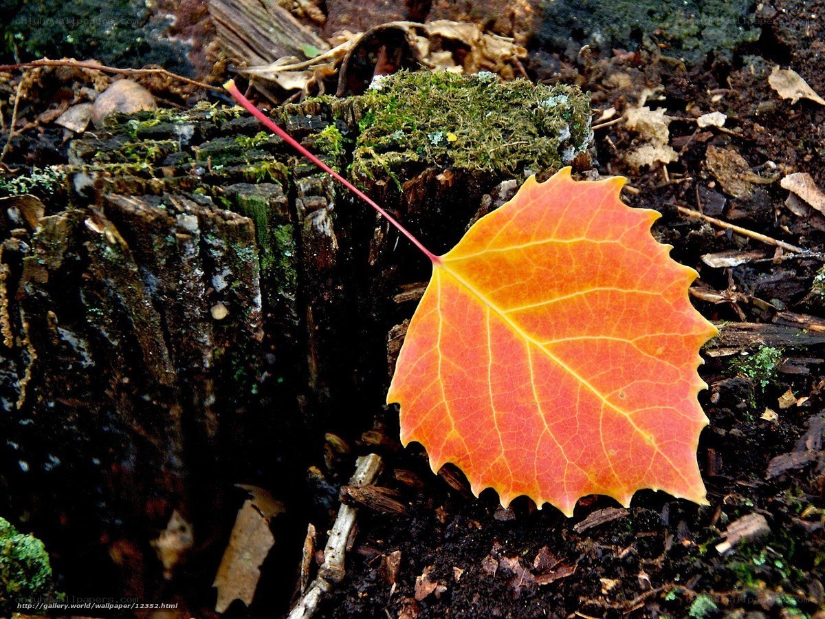Autumn leaf on a mossy stump