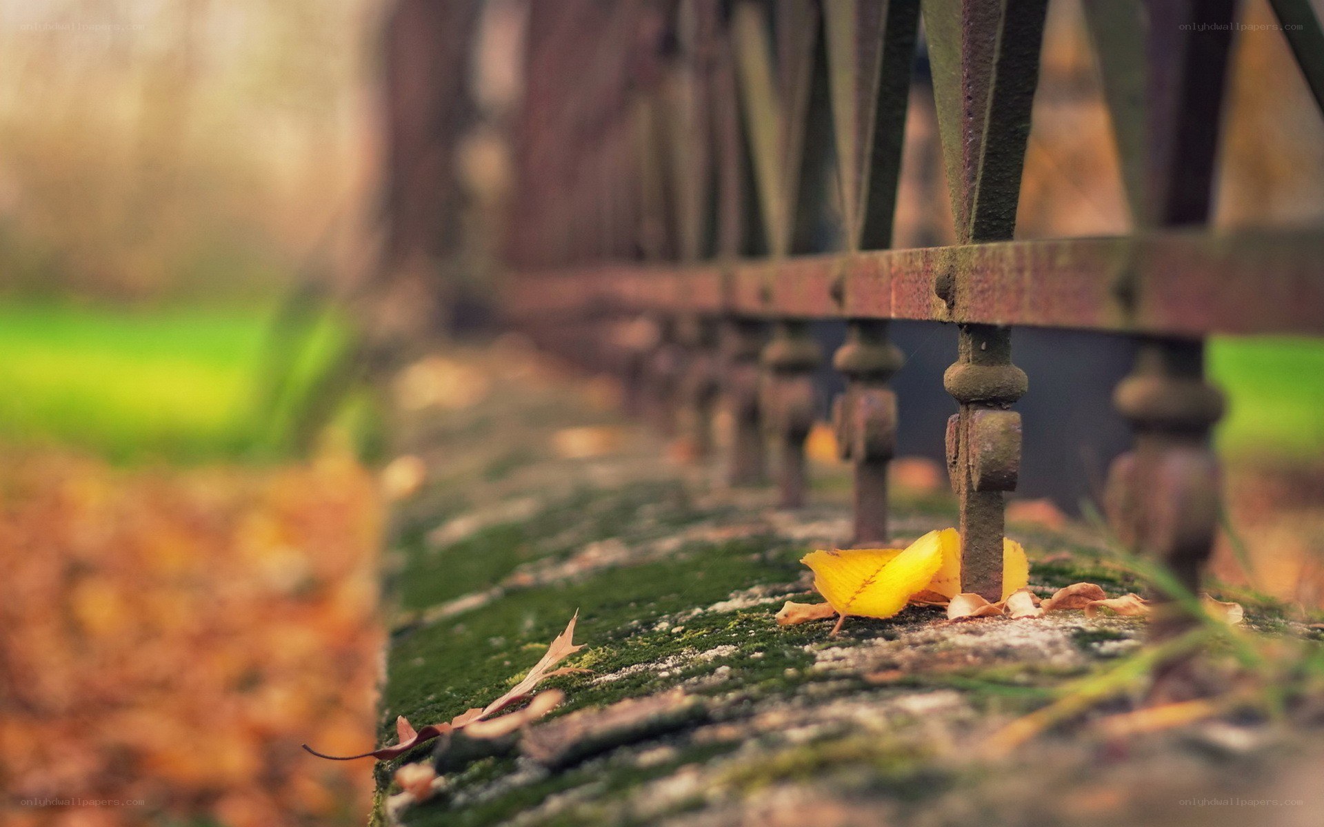 autumn leaf on a mossy wall