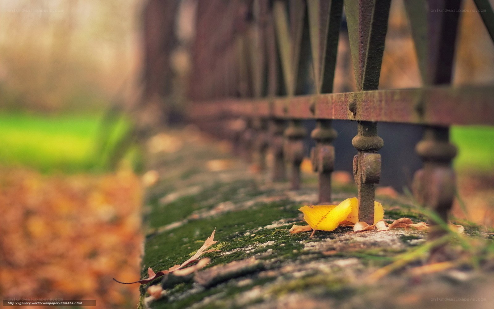 autumn leaf on a mossy wall