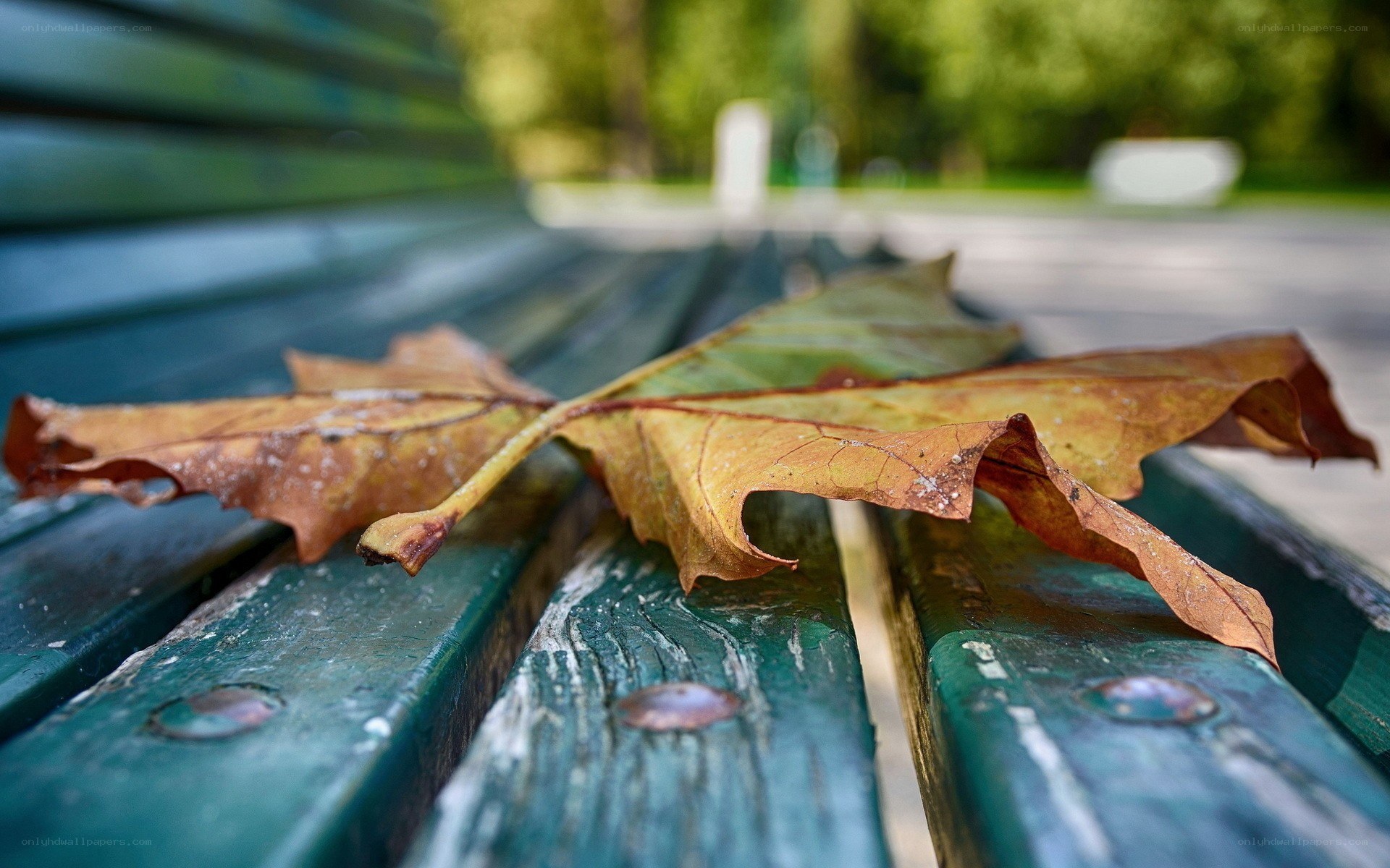 Autumn leaf on a park bench