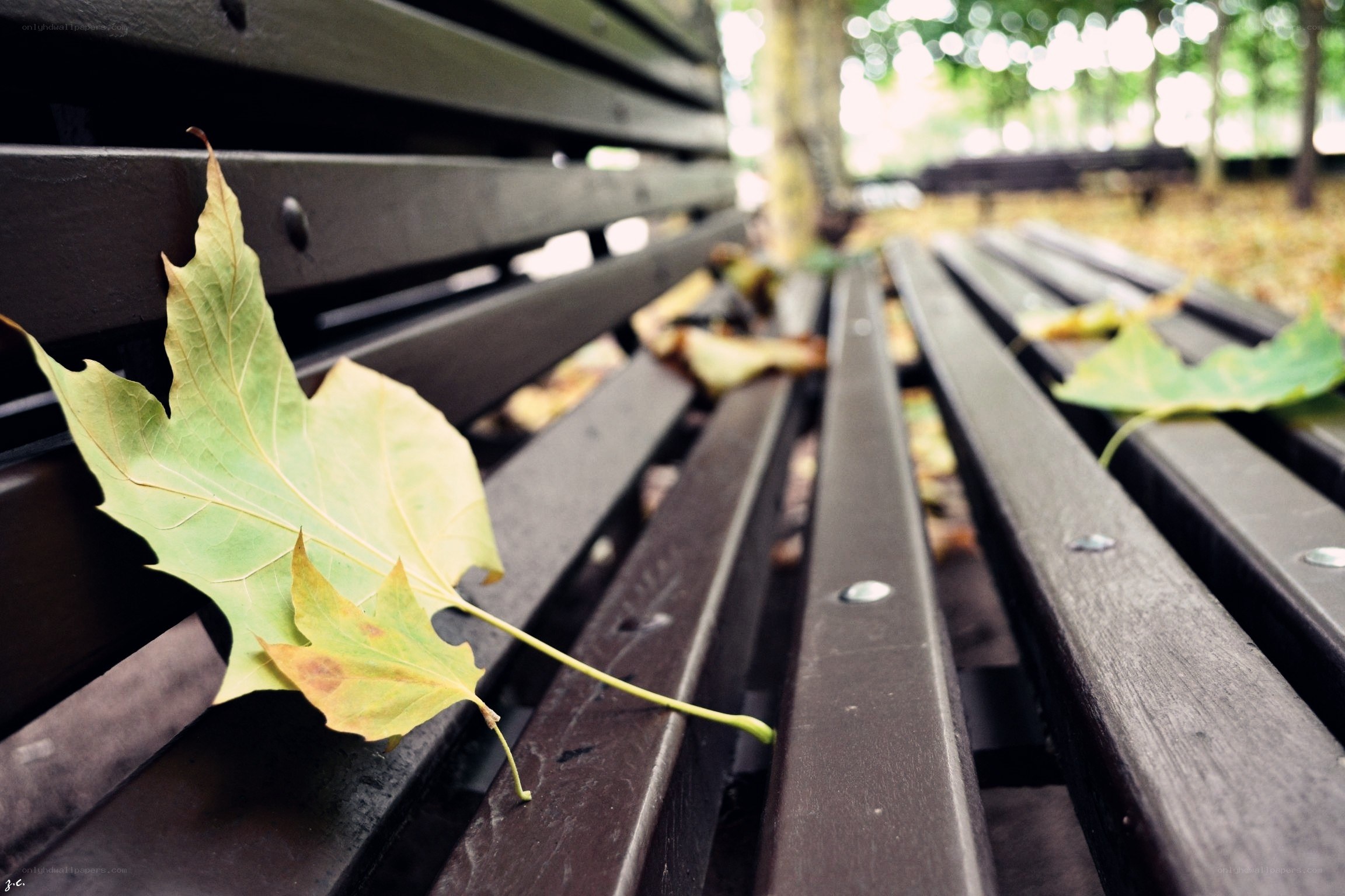 autumn leaf on a park bench