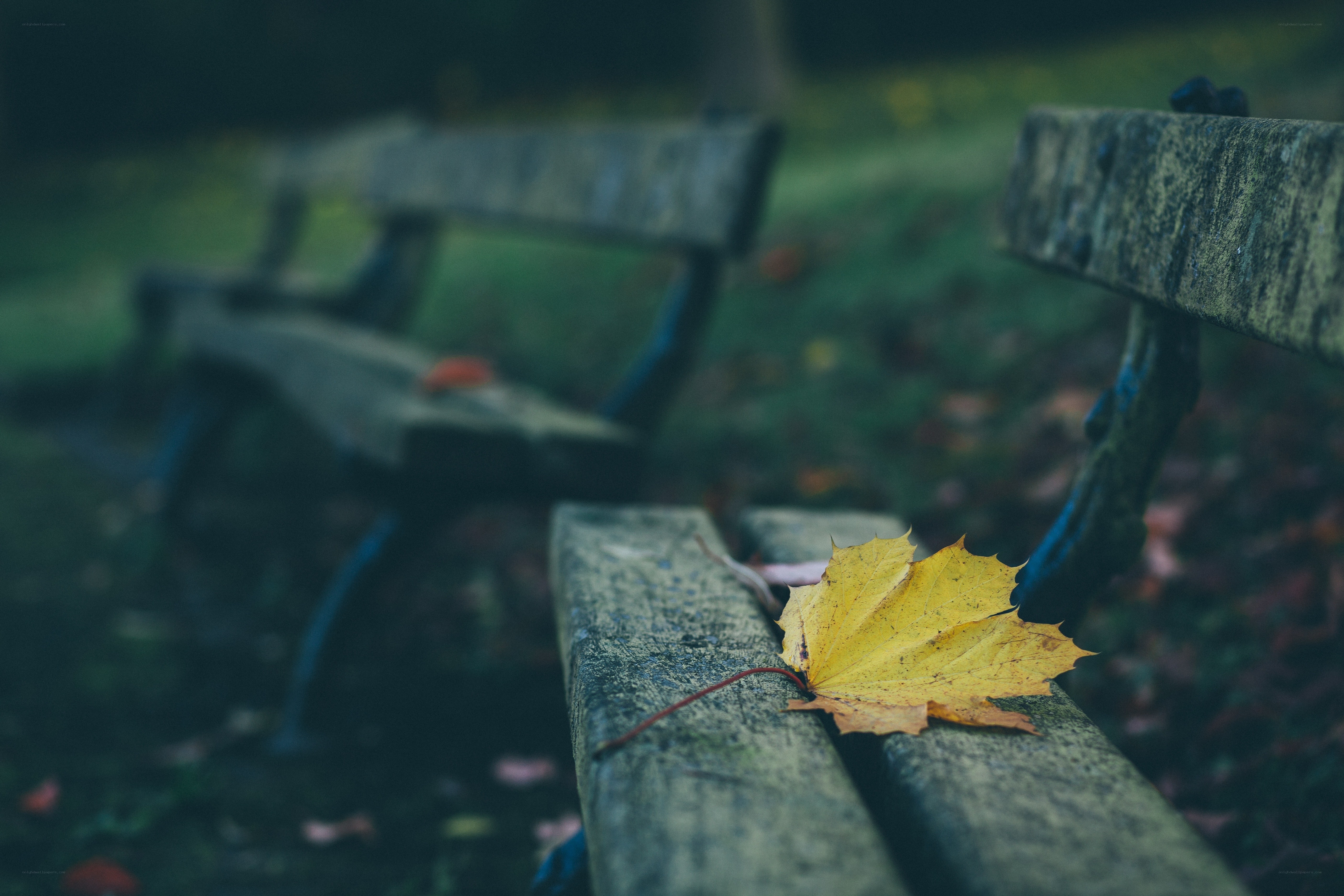 Autumn leaf on a park bench