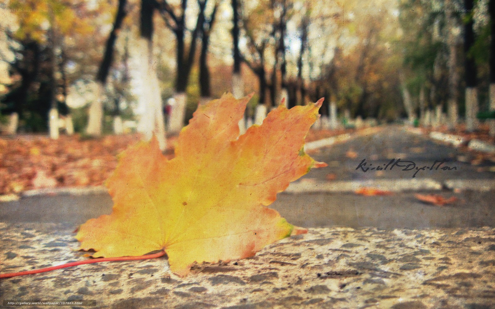 Autumn leaf on a park path