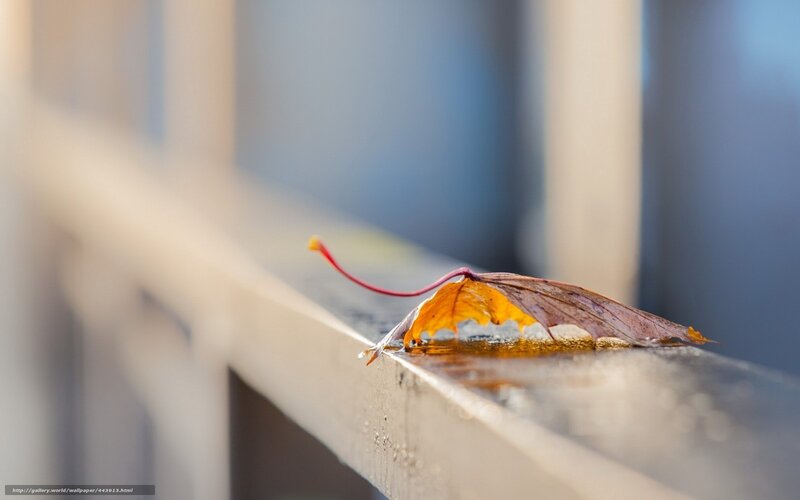 Autumn leaf on a railing