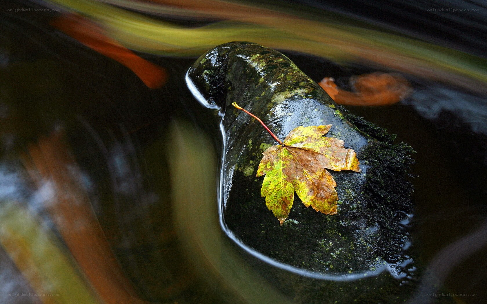 Autumn leaf on a river rock