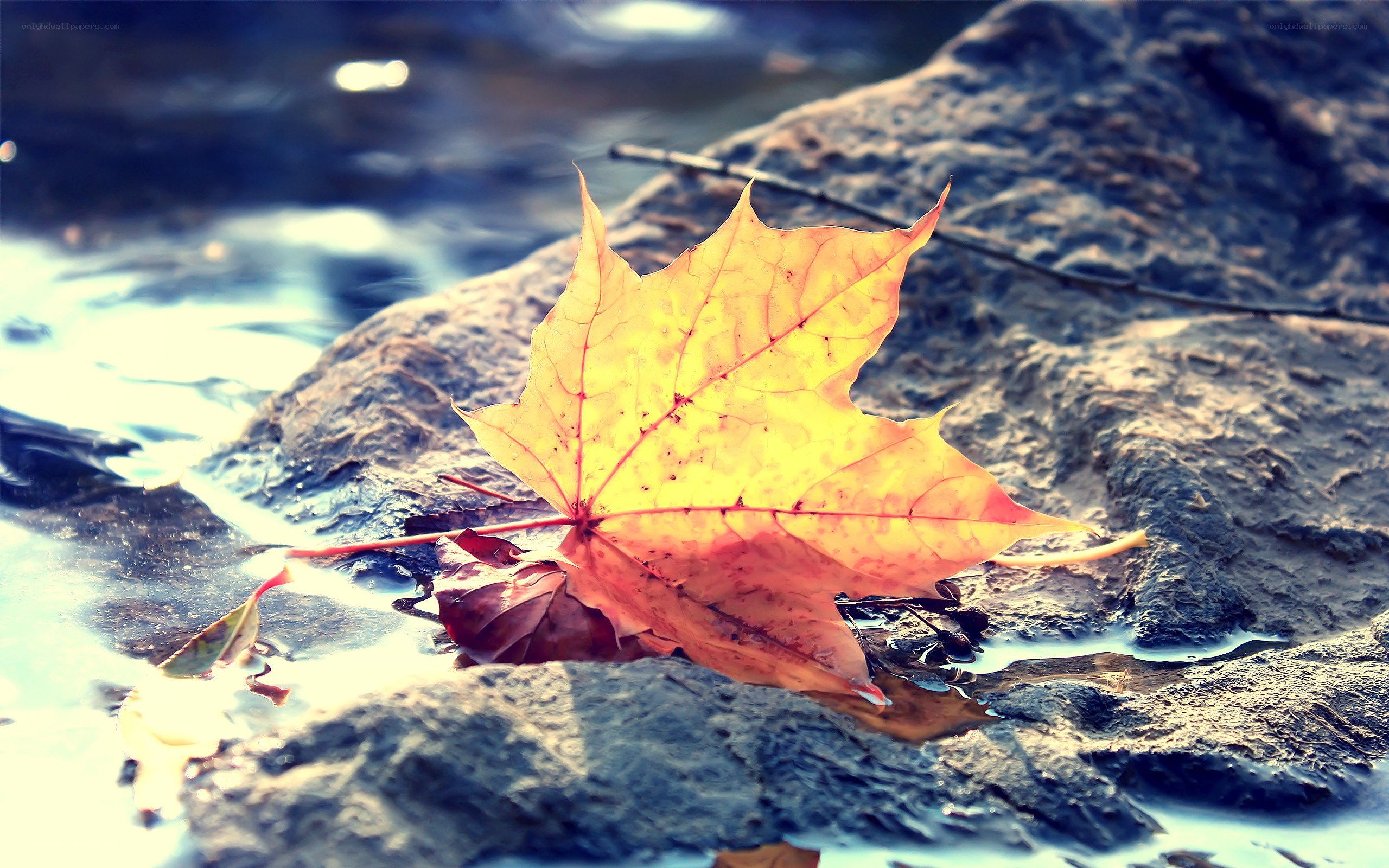 Autumn leaf on a rock
