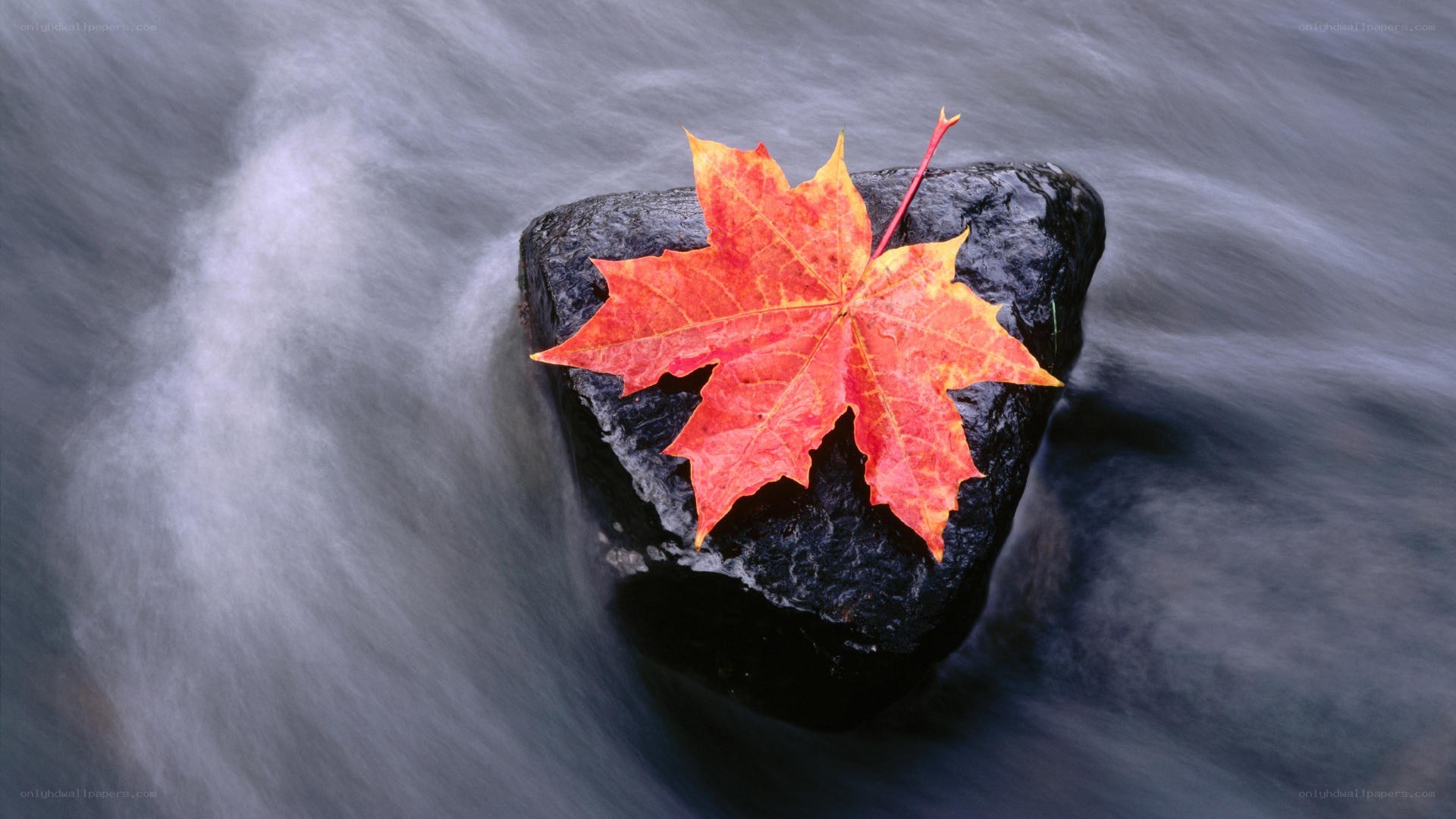 Autumn leaf on a rock