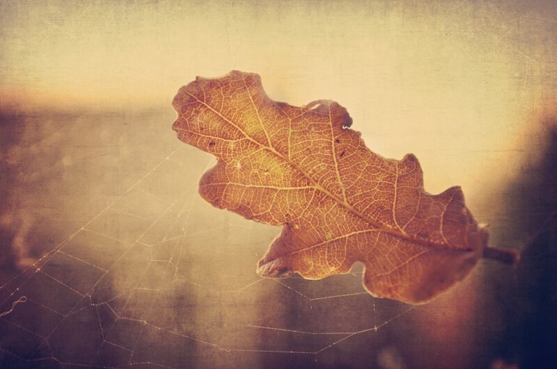 Autumn leaf on a spider web