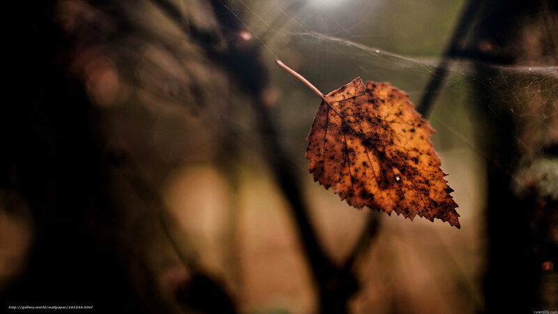 Autumn leaf on a spider web