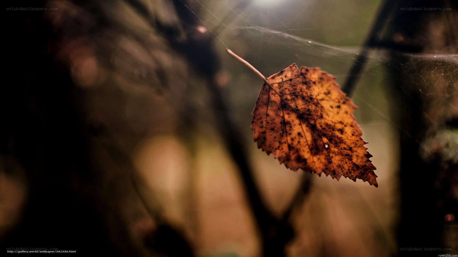 Autumn leaf on a spider web