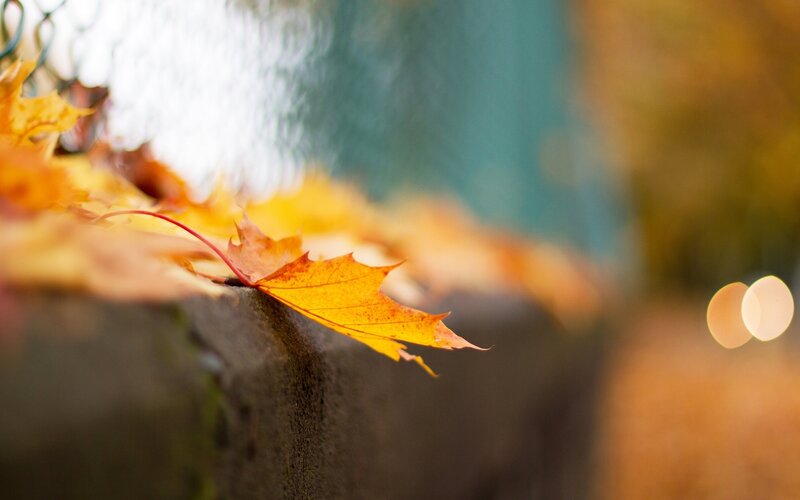 Autumn leaf on a stone wall
