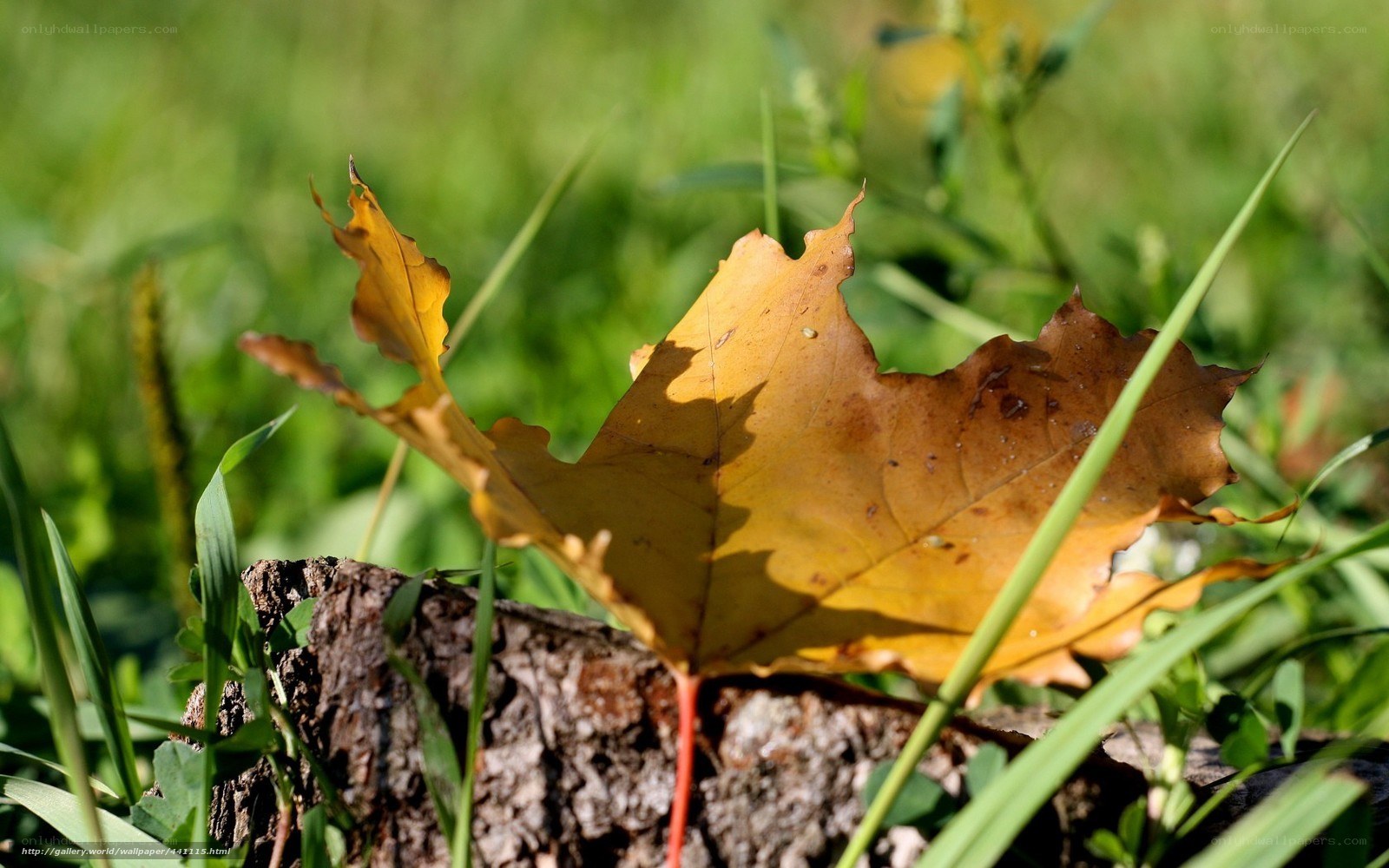 Autumn leaf on a stump