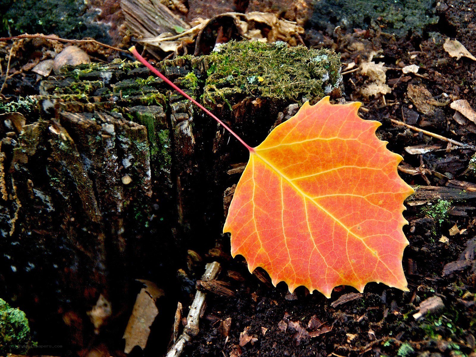 autumn leaf on a stump