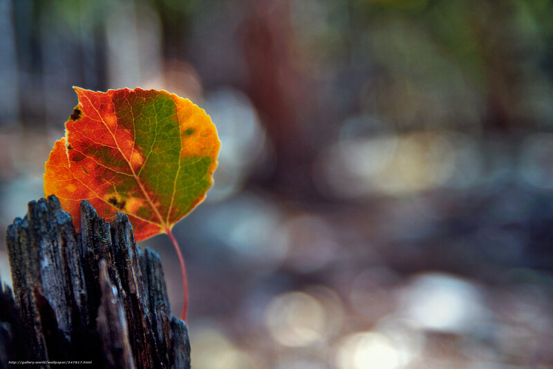 Autumn leaf on a stump