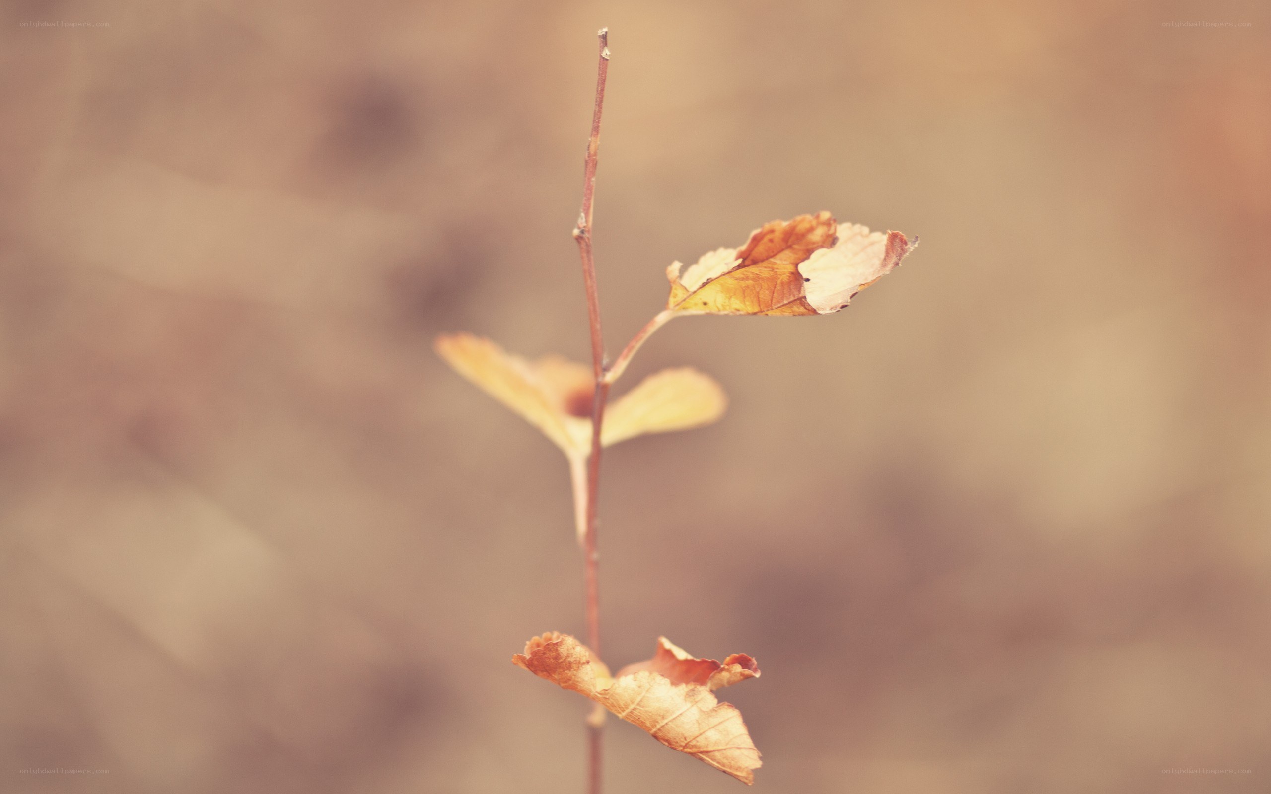 autumn leaf on a twig