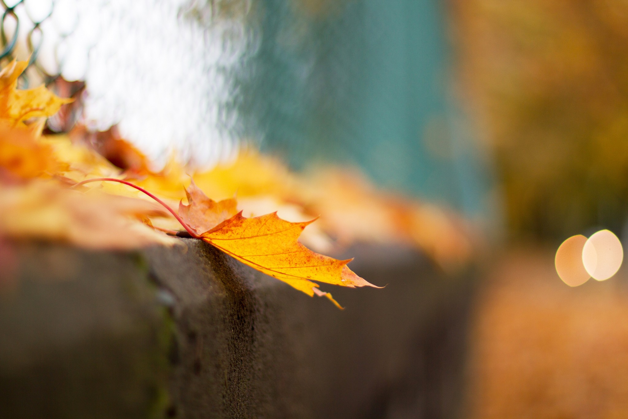 Autumn leaf on a wall