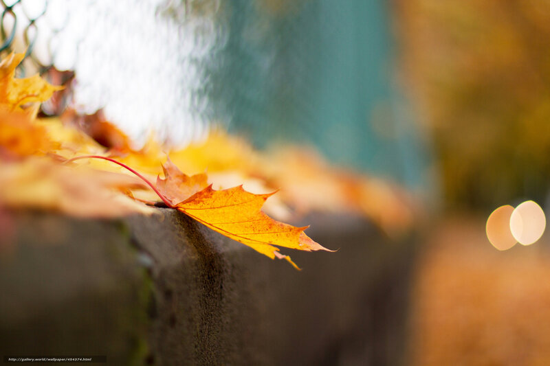 Autumn leaf on a wall